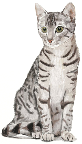 284x500 How To Draw A Cat - Detailed Cat Drawing