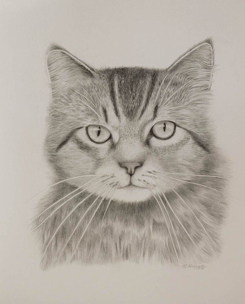 794x987 Original Drawing Cat Portrait Graphite Drawing Pet Portrait Etsy - Detailed Cat Drawing