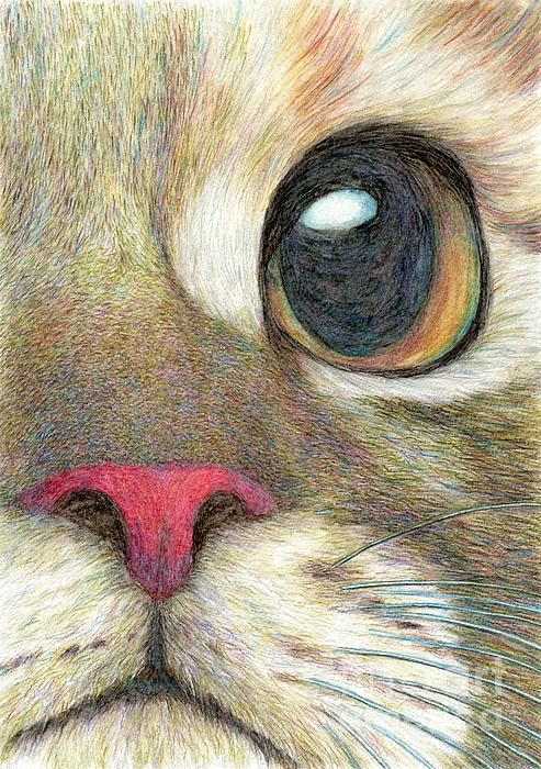 493x700 the face detailed drawing of a cute cat's face - Detailed Cat Drawing