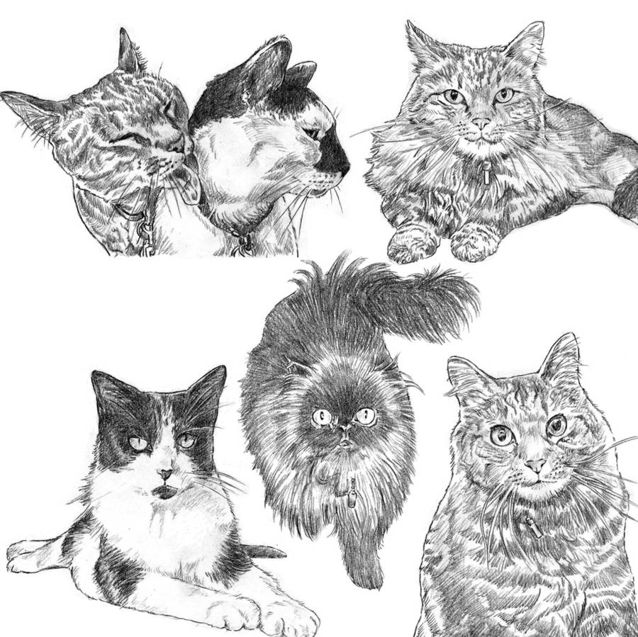 900x899 bespoke cat portrait - Detailed Cat Drawing