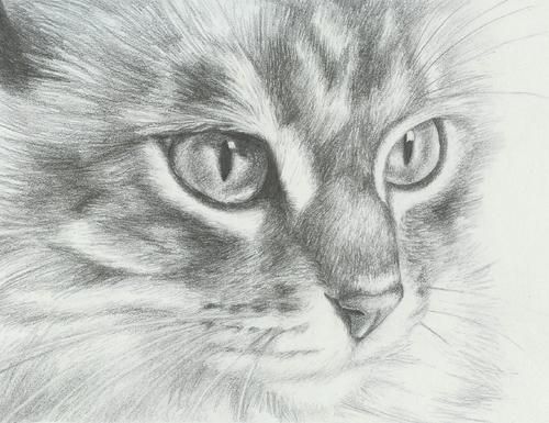 500x385 How To Draw Realistic Cats Hand Drawing Cat Images For Your - Detailed Cat Drawing