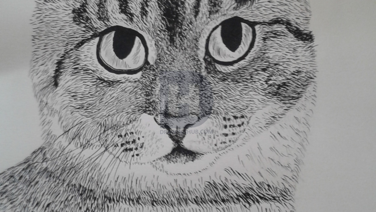 Detailed Cat Drawing at PaintingValley.com | Explore collection of