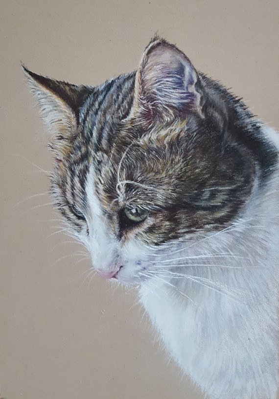 570x815 Cat Portrait Drawing Colour Pencil Hand Drawn Pet Etsy - Detailed Cat Drawing