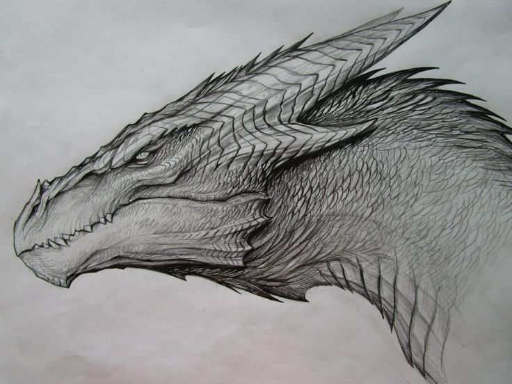 736x552 Dragon Sketch - Detailed Dragon Drawing