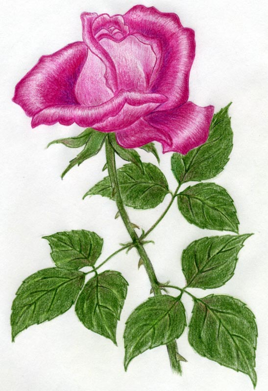547x797 Draw A Rose Quickly, Simply And Easily - Detailed Drawing Of A Rose