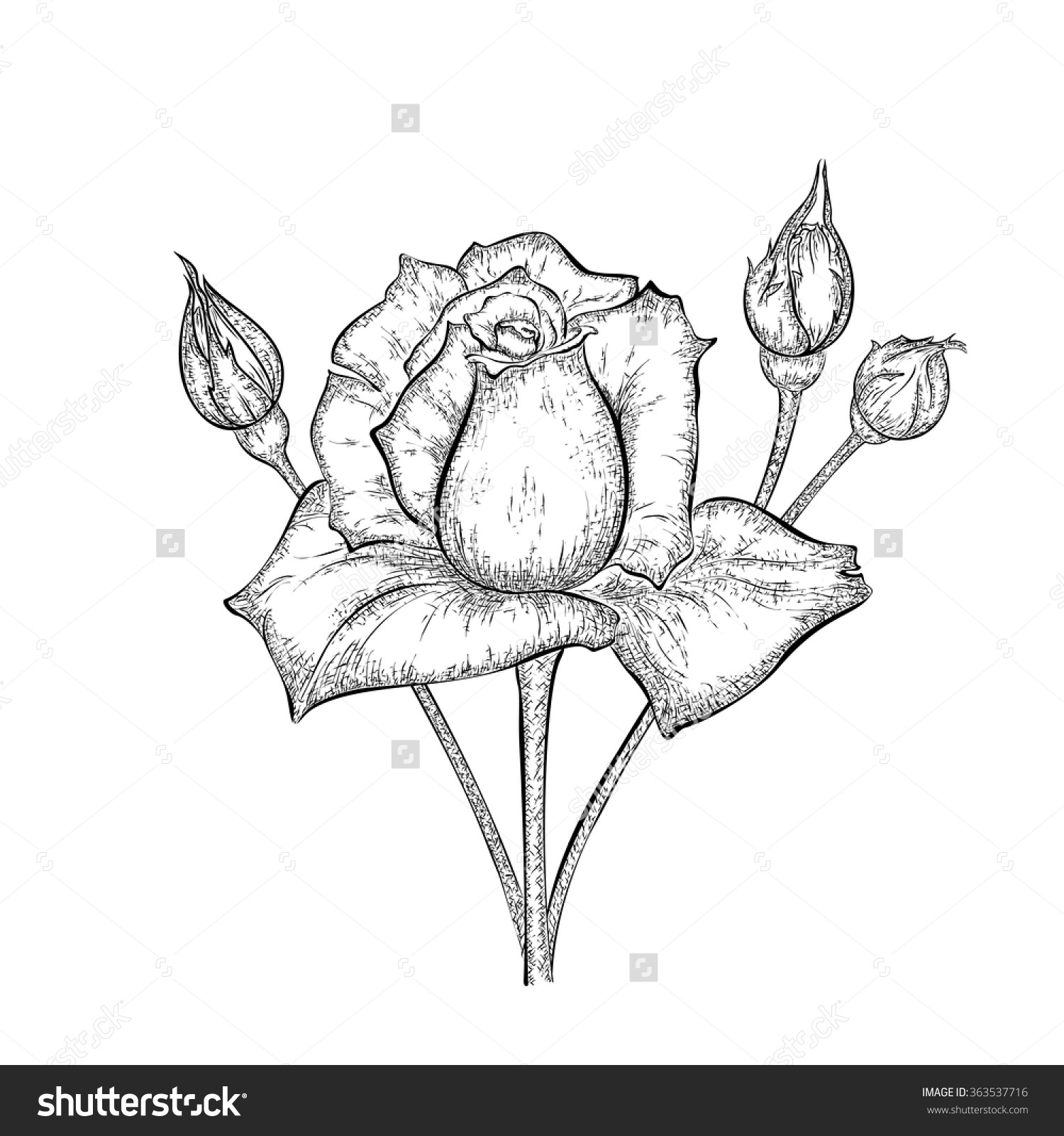 1500x1600 flower bud drawing and flower buds drawing drawing a rose bud hand - Detailed Drawing Of A Rose