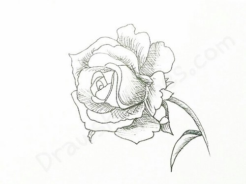 500x375 how to draw a rose in easy and detailed steps - Detailed Drawing Of A Rose