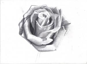 302x220 How To Draw A Rose In Pencil, Draw A Realistic Rose, Step - Detailed Drawing Of A Rose