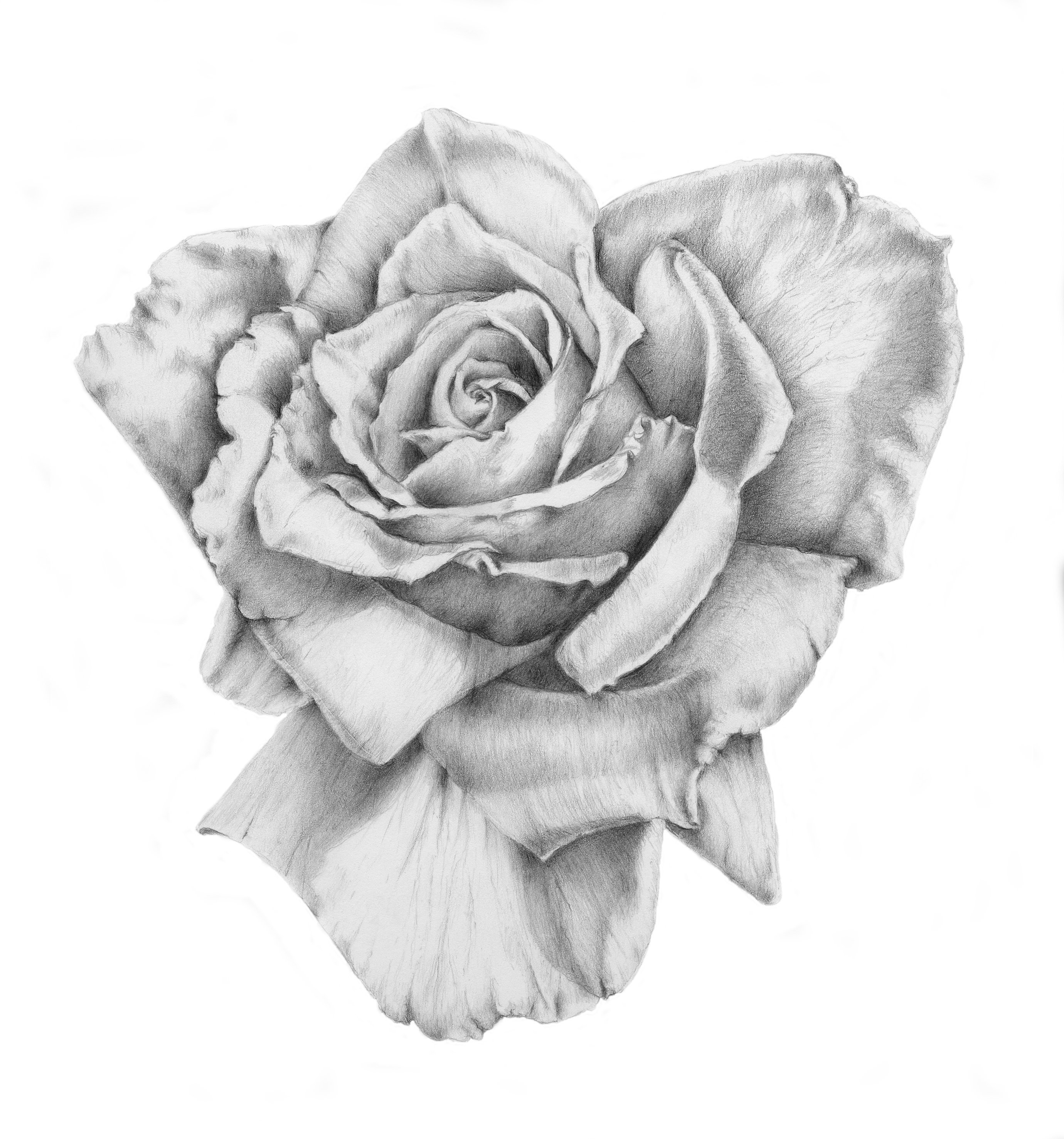 Detailed Drawing Of A Rose at Explore collection