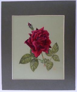 254x300 a detailed pastel drawing of a rose - Detailed Drawing Of A Rose