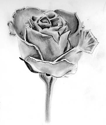 362x425 detailed sketch of a rose jonathan ramalho - Detailed Drawing Of A Rose