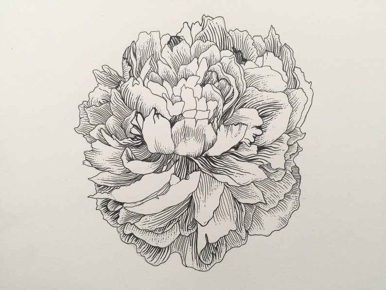 794x596 flower art print ink drawing peonies etsy - Detailed Flower Drawing