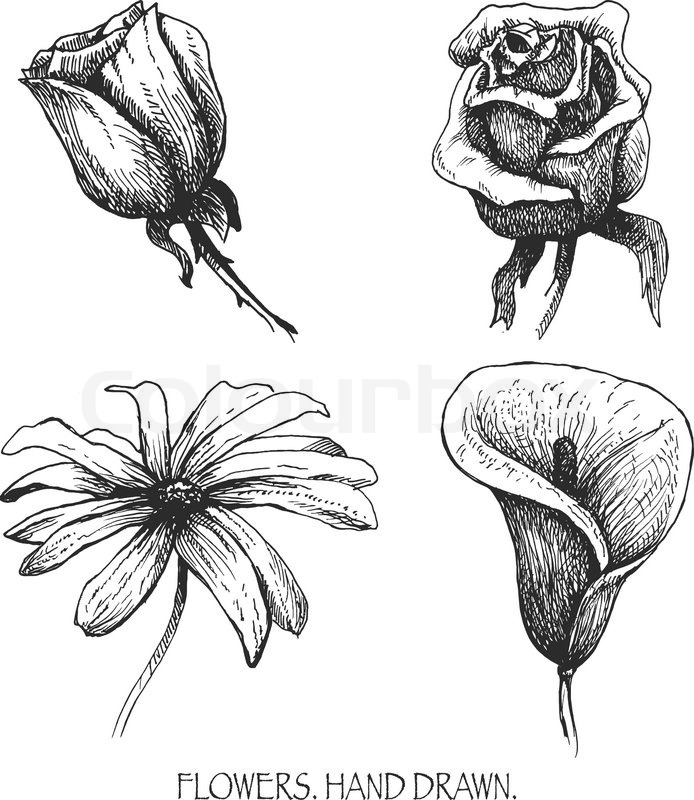 694x800 flower set highly detailed hand drawn stock vector colourbox - Detailed Flower Drawing