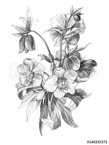 377x500 hellebore flower bouquet pencil drawing old fashion high detailed - Detailed Flower Drawing