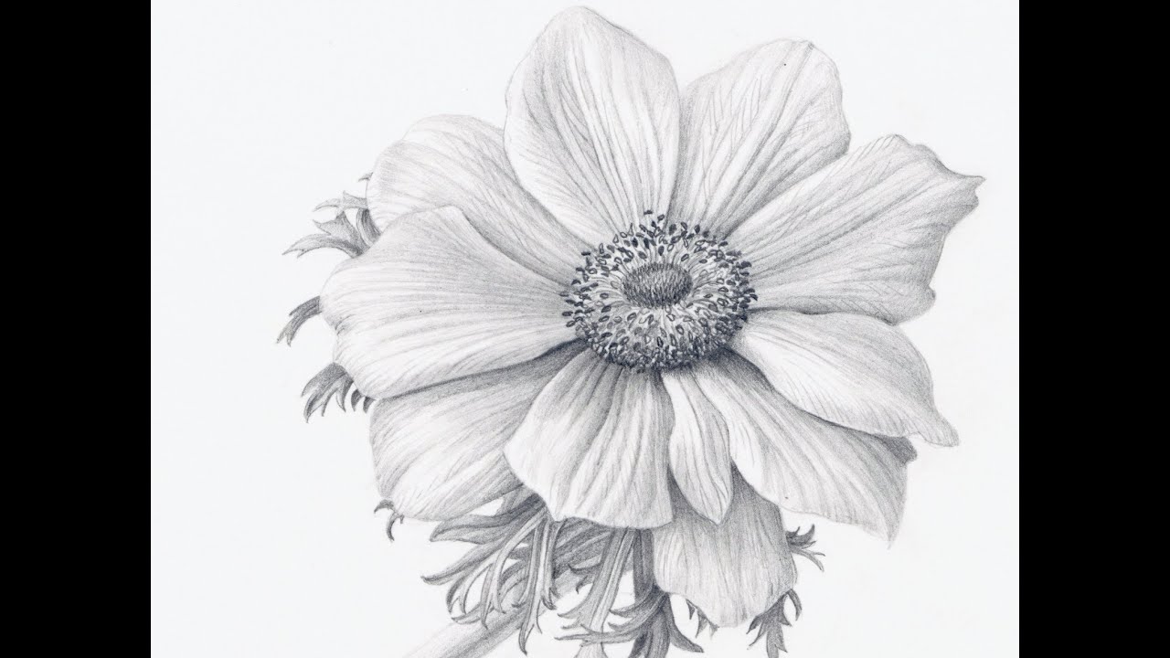 1280x720 how to draw flowers realistically - Detailed Flower Drawing