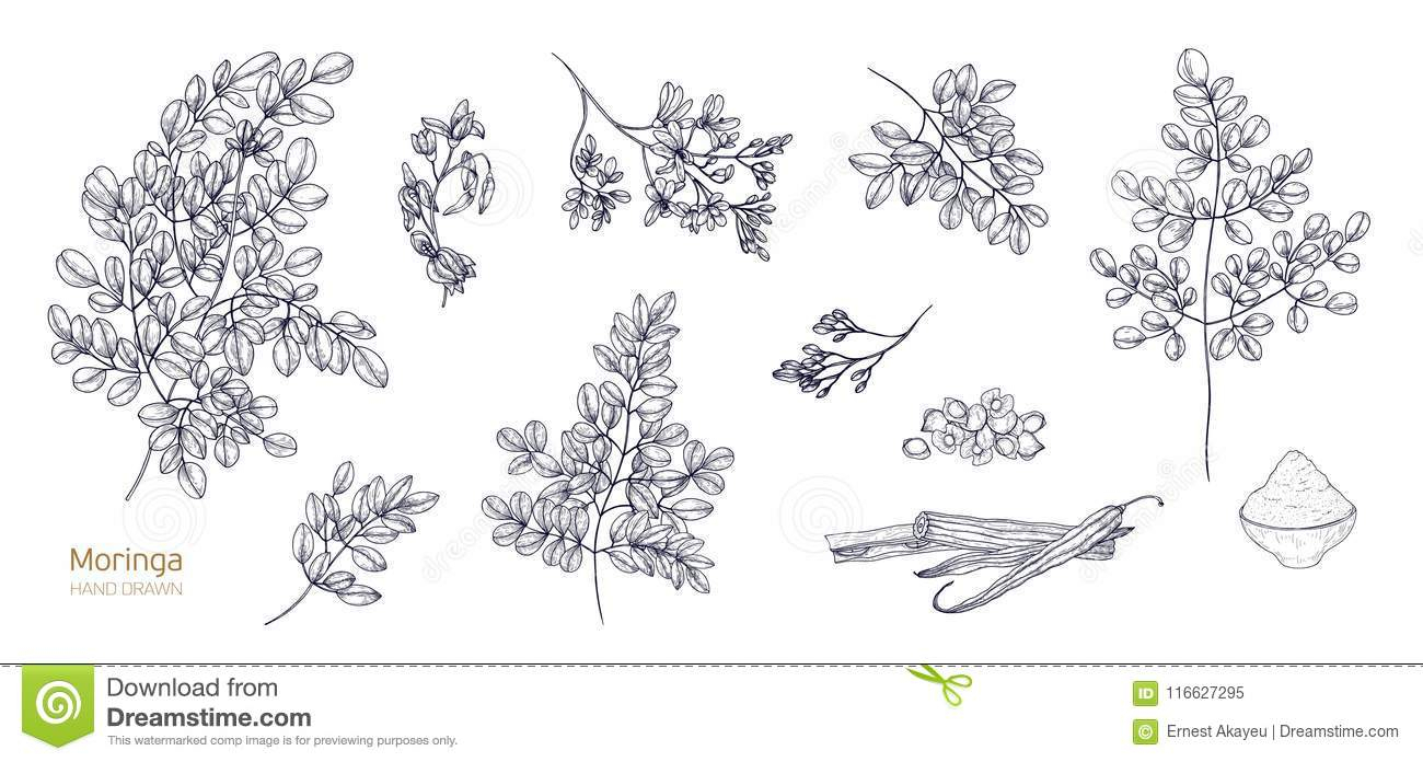 1300x696 Parts Of A Flower Drawing And Set Of Detailed Botanical Drawings - Detailed Flower Drawing