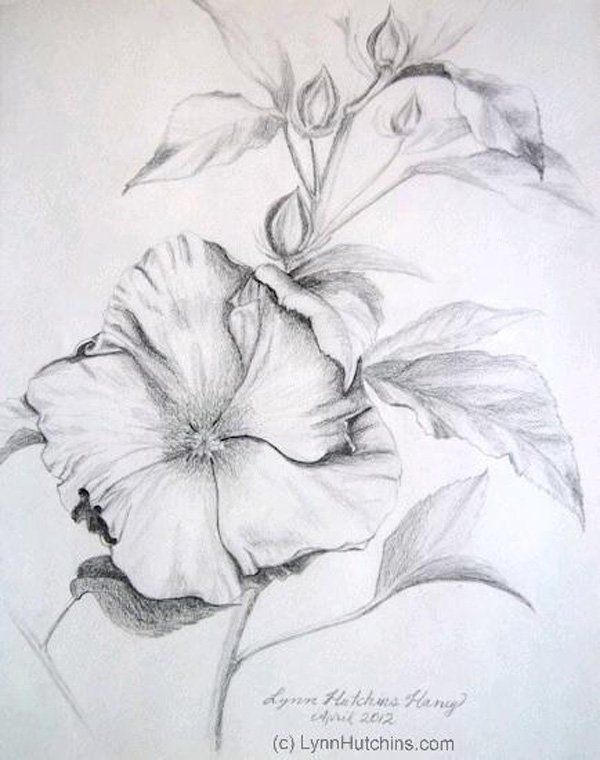 600x760 Beautiful Flower Drawings Drawings Pencil Drawings - Detailed Flower Drawing