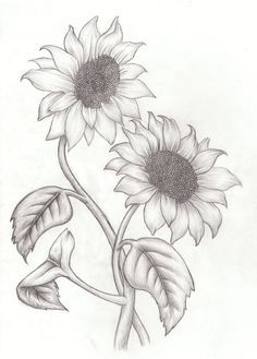 236x329 How To Draw Sunflowers - Detailed Flower Drawing