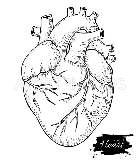 562x677 Anatomical Human Heart Eng - Detailed Heart Drawing