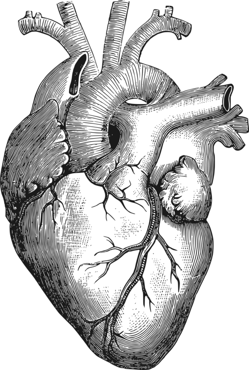 506x750 Collection Of Free Anatomy Drawing Detailed Download On Ui Ex - Detailed Heart Drawing