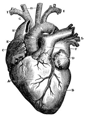 277x380 Engraving From Featuring A Human Heart In Hr Heart - Detailed Heart Drawing