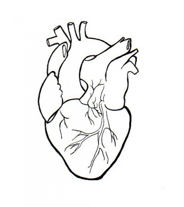600x672 Huge Collection Of 'human Heart Outline Drawing' Download More - Detailed Heart Drawing