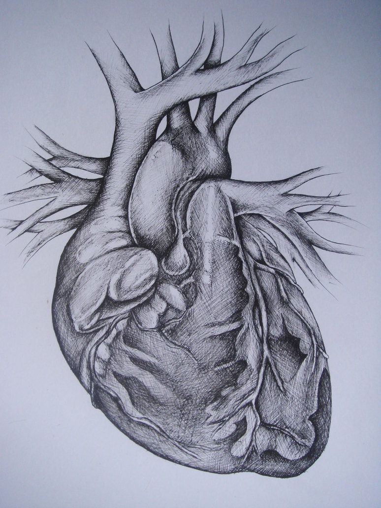 774x1032 Human Heart Drawing Art - Detailed Heart Drawing