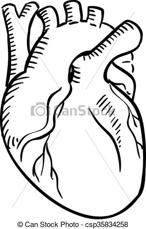 300x470 isolated human heart outline sketch human heart outline sketch - Detailed Heart Drawing
