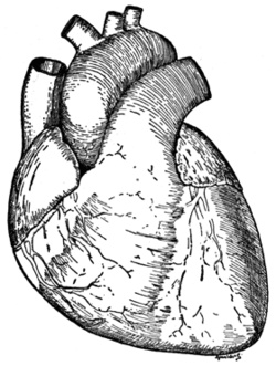 250x331 Pictures How To Draw A Detailed Heart - Detailed Heart Drawing