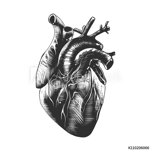 500x500 vector engraved style illustration for posters, decoration - Detailed Heart Drawing