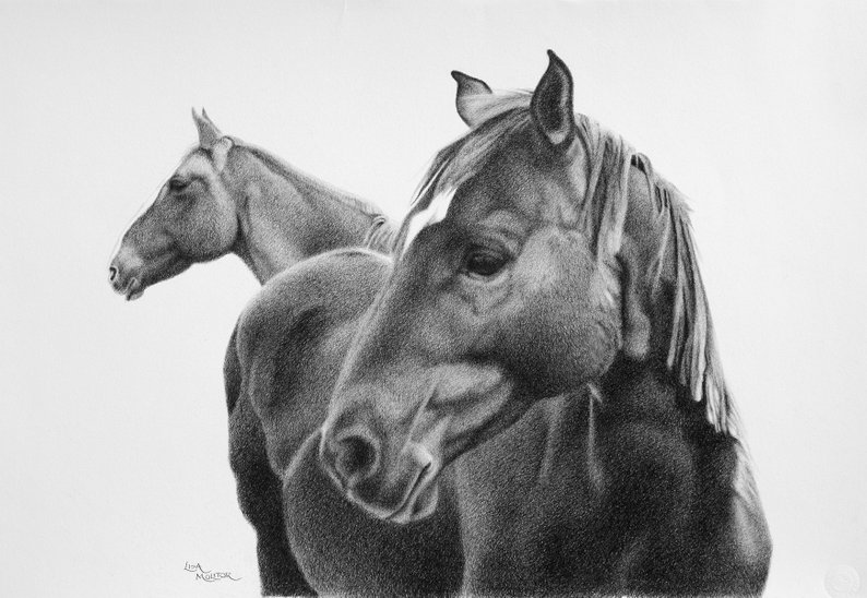 794x548 horse drawing print horse portrait horse art horse print etsy - Detailed Horse Drawing