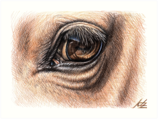 549x413 Horse Eye - Detailed Horse Drawing