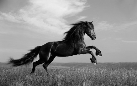 437x275 How To Draw A Horse How To Draw Horses Horse Drawing - Detailed Horse Drawing