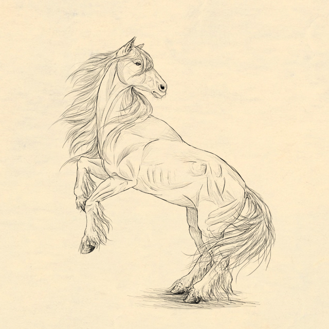 640x640 How To Draw Animals Horses, Their Anatomy And Poses - Detailed Horse Drawing