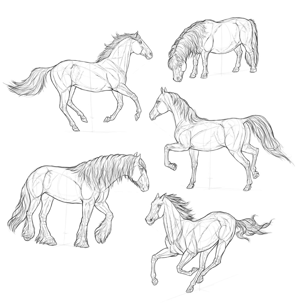 1000x1018 How To Draw Horses Step - Detailed Horse Drawing