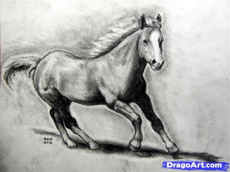 800x598 How To Draw A Realistic Horse, Draw Real Horse, Step - Detailed Horse Drawing
