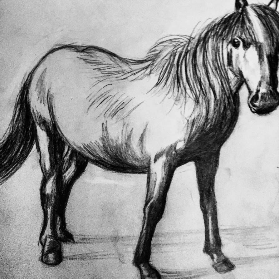 894x894 More Detail Version Of The Horse Drawing - Detailed Horse Drawing