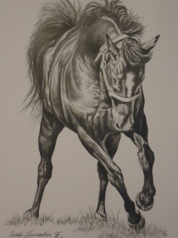 570x760 Horse Detailed Pencil Drawing Ooak For The Home Drawings - Detailed Horse Drawing