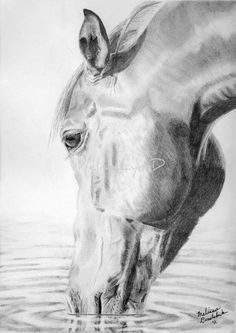 236x333 The Detail O Horse Art In Drawings, Illustration Art - Detailed Horse Drawing