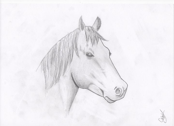 720x523 Detailed Horse With Shading - Detailed Horse Drawing