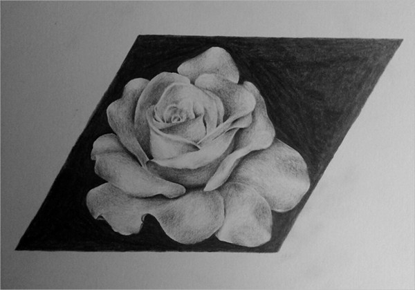 Detailed Rose Drawing
