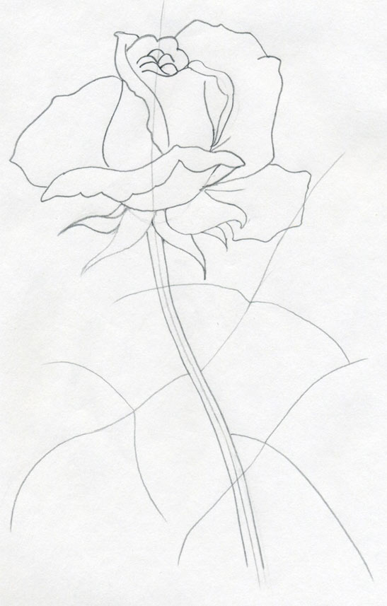 547x857 Draw A Rose Quickly, Simply And Easily - Detailed Rose Drawing