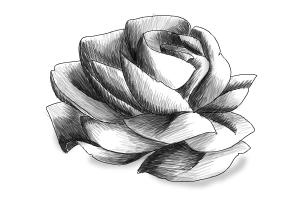 300x200 How To Draw A Rose Bud - Detailed Rose Drawing