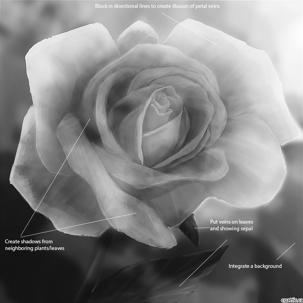 1000x1000 Landscape Drawings In Photoshop - Detailed Rose Drawing