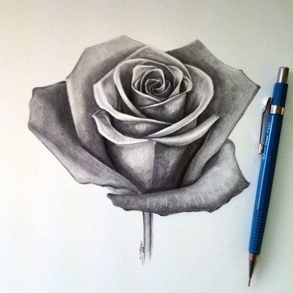 1024x1024 realistic rose pencil sketches drawing a realistic rose rose - Detailed Rose Drawing