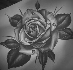 Detailed Rose Drawing at PaintingValley.com | Explore collection of ...
