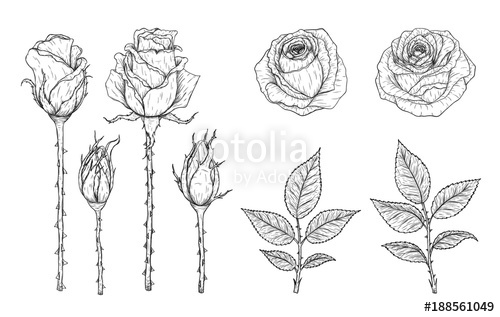500x317 Rose Vector Set - Detailed Rose Drawing
