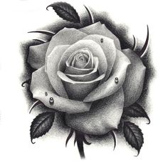 236x227 Beautiful Rose Drawings And Paintings For Your Inspiration - Detailed Rose Drawing