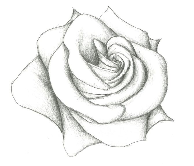 670x574 Ways To Draw A Rose - Detailed Rose Drawing