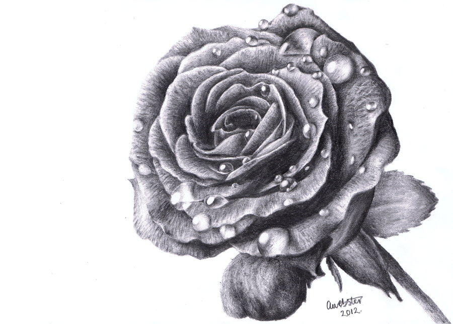 900x645 Rose Drawing Detailed For Free Download - Detailed Rose Drawing